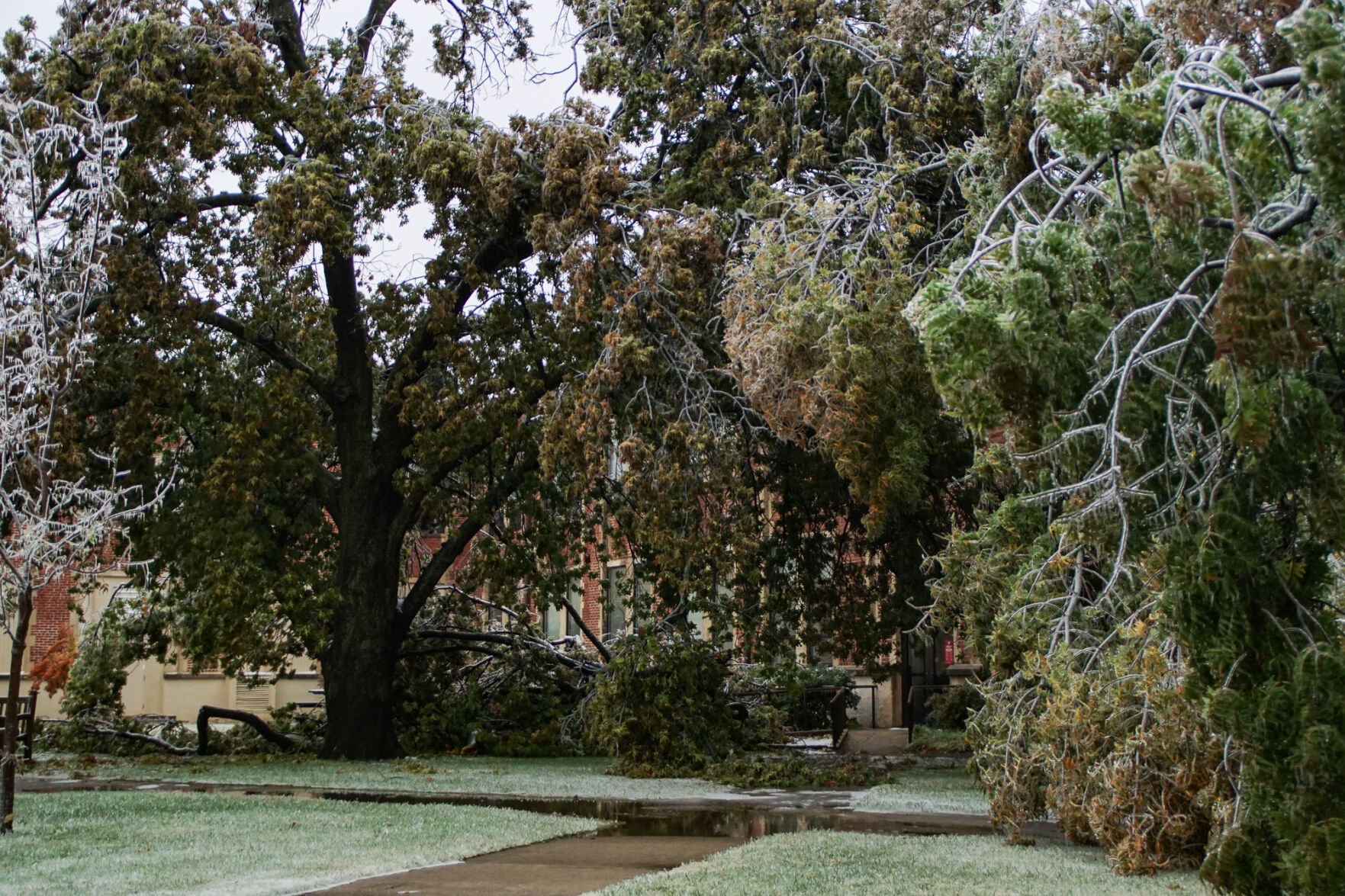 Broken tree